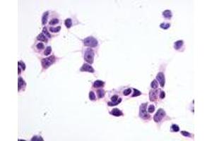 Anti-GPR1 antibody immunocytochemistry (ICC) staining of untransfected HEK293 human embryonic kidney cells. (G Protein-Coupled Receptor 1 antibody  (C-Term))