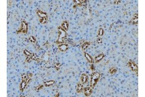 ABIN6278822 at 1/100 staining Mouse kidney tissue by IHC-P. (COX5B antibody  (Internal Region))