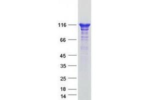 Validation with Western Blot (SEC23IP Protein (Myc-DYKDDDDK Tag))