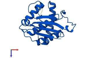 AlphaFold protein structure predicition of Human Recombinant YBEY Protein, UniprotID P58557