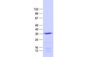 Validation with Western Blot (MEAF6 Protein (His tag))