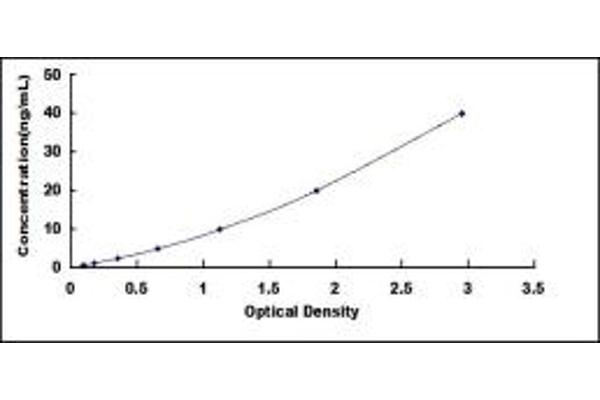 N6AMT1 ELISA Kit