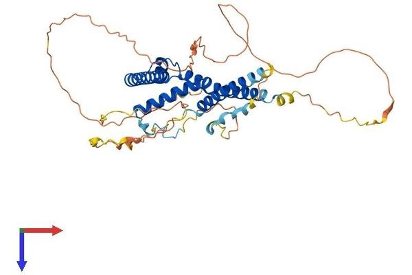 SUPT7L Protein (AA 1-414) (His tag)