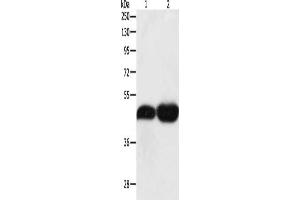 Gel: 10 % SDS-PAGE, Lysate: 40 μg, Lane 1-2: NIH/3T3 cells, Lncap cells, Primary antibody: ABIN7131317(TEKT1 Antibody) at dilution 1/500, Secondary antibody: Goat anti rabbit IgG at 1/8000 dilution, Exposure time: 10 minutes
