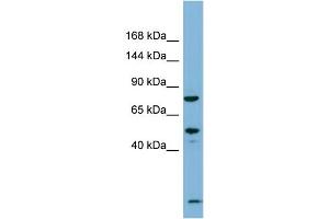 Host:  Rabbit  Target Name:  PDZRN3  Sample Type:  Fetal Thymus lysates  Antibody Dilution:  1. (PDZRN3 antibody  (N-Term))
