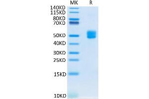 Biotinylated Human CD3E&CD3D on Tris-Bis PAGE under reduced condition. (CD3D & CD3E protein (Fc-Avi Tag,Biotin))