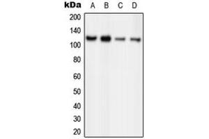 Western blot analysis of ORC1 expression in HeLa (A), MCF7 (B), PC12 (C), Ramos (D) whole cell lysates.