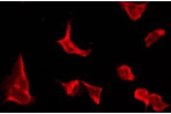 OR4C16 antibody  (Internal Region)