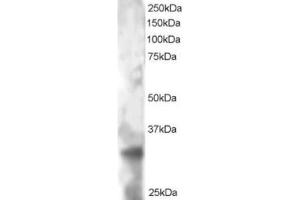 Western Blotting (WB) image for anti-Tetraspanin 32 (TSPAN32) (C-Term) antibody (ABIN2466105) (TSPAN32 antibody  (C-Term))