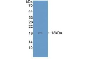 Detection of Recombinant REG3b, Rat using Polyclonal Antibody to Regenerating Islet Derived Protein 3 Beta (REG3b) (REG3B antibody  (AA 27-175))