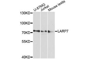 Western blot analysis of extracts of various cell lines, using LARP7 antibody (ABIN6290571) at 1:3000 dilution. (LARP7 antibody)