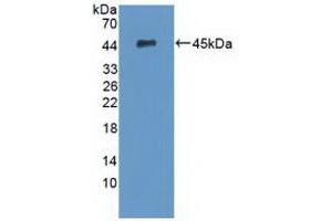 Figure. (SERPINA5 antibody  (AA 43-406))