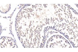 Detection of SFRP1 in Rat Testis Tissue using Polyclonal Antibody to Secreted Frizzled Related Protein 1 (SFRP1) (SFRP1 antibody  (AA 8-153))