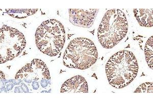 Immunohistochemistry of paraffin-embedded Mouse testis tissue using EFHD1 Monoclonal Antibody at dilution of 1:200. (EFHD1 antibody)
