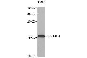 Western blot analysis of extracts of HeLa cells, using HIST4H4 antibody (ABIN5970479). (HIST4H4 antibody)