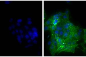 Human epithelial carcinoma cell line HEp-2 was stained with Mouse Anti-Human CD44-UNLB and DAPI. (Goat anti-Mouse IgG (Heavy & Light Chain) Antibody (FITC))