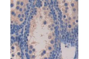 IHC-P analysis of Mouse Tissue, with DAB staining. (LCN12 antibody  (AA 30-193))