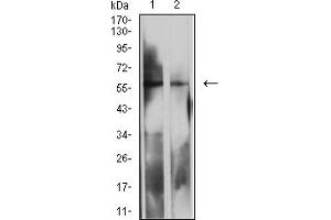 Western blot analysis using LILRB2 mouse mAb against MOLT4 (1) and K562 (2) cell lysate. (LILRB2 antibody  (AA 51-184))