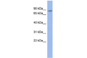 WB Suggested Anti-ZNF568 Antibody Titration:  0. (ZNF568 antibody  (N-Term))