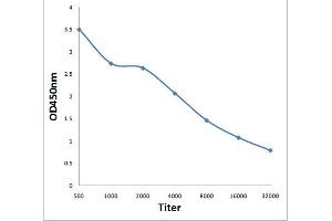 Antigen: 0. (PAPOLG antibody  (AA 101-200))