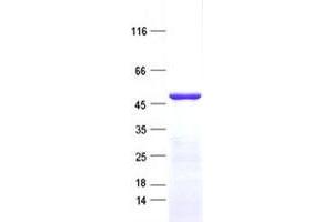Validation with Western Blot (ZNF643 Protein (His tag))