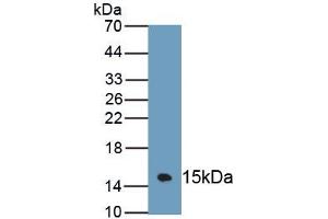Detection of Recombinant MUC3, Mouse using Polyclonal Antibody to Mucin 3 (MUC3)