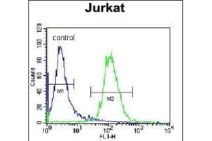 NKD2 Antibody (C-term) (ABIN656092 and ABIN2845435) flow cytometric analysis of Jurkat cells (right histogram) compared to a negative control cell (left histogram). (NKD2 antibody  (C-Term))