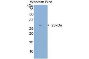 Western Blotting (WB) image for anti-Dihydropyrimidinase-Like 3 (DPYSL3) (AA 1-218) antibody (ABIN1858665) (DPYSL3 antibody  (AA 1-218))