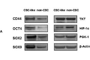 Western Blotting (WB) image for anti-SRY (Sex Determining Region Y)-Box 2 (SOX2) antibody (ABIN2855074)