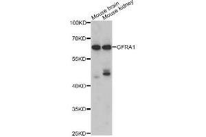 Western blot analysis of extracts of various cell lines, using GFRA1 antibody (ABIN1876561) at 1:1000 dilution.