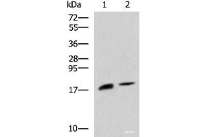 Western blot analysis of Rat pancreas tissue and Mouse pancreas tissue lysates using RNASE1 Polyclonal Antibody at dilution of 1:650