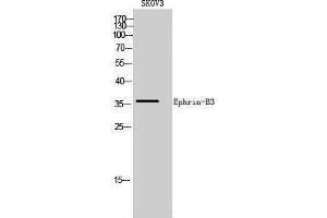 Western Blotting (WB) image for anti-Ephrin B3 (EFNB3) (C-Term) antibody (ABIN3174990) (Ephrin B3 antibody  (C-Term))