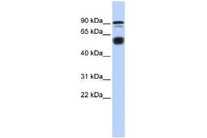 WB Suggested Anti-BCL11A Antibody Titration:  0. (BCL11A antibody  (N-Term))