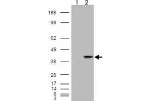 293 overexpressing AIP and probed with AIP polyclonal antibody  (mock transfection in first lane), tested by Origene.