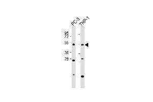 All lanes : Anti-C Antibody (C-Term) at 1:2000 dilution Lane 1: PC-3 whole cell lysates Lane 2: THP-1 whole cell lysates Lysates/proteins at 20 μg per lane. (CPA5 antibody  (AA 341-375))