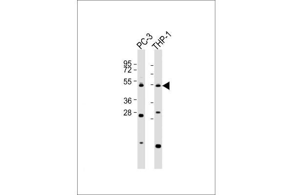 CPA5 抗体  (AA 341-375)