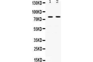 Observed bind size: 77KD (Transferrin antibody  (N-Term))