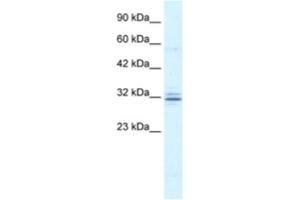 Western Blotting (WB) image for anti-Hes Family bHLH Transcription Factor 1 (HES1) antibody (ABIN2460440) (HES1 antibody)