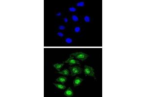 Immunofluorescence (IF) image for anti-Core-Binding Factor, beta Subunit (CBFB) antibody (ABIN3002868) (CBFB antibody)