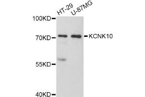 Western blot analysis of extracts of various cell lines, using KCNK10 Antibody (ABIN5998040) at 1:3000 dilution.