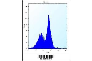 Flow cytometric analysis of Ramos cells (right histogram) compared to a negative control cell (left histogram). (PHKG1 antibody  (C-Term))