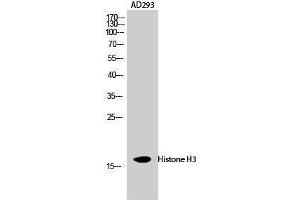 Western Blotting (WB) image for anti-Histone 3 (H3) (Lys471) antibody (ABIN3185034) (Histone 3 antibody  (Lys471))