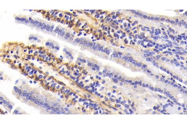 PIIINP antibody  (AA 24-154)