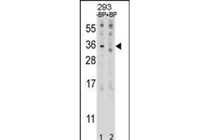 Western blot analysis of EBI3 Antibody (C-term) Pab (ABIN1881277 and ABIN2838993) pre-incubated without(lane 1) and with(lane 2) blocking peptide in 293 cell line lysate.