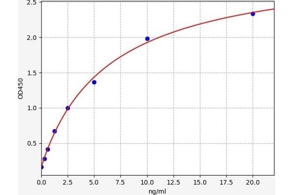 CAMK2B ELISA Kit