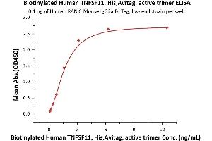 Measured by its binding ability in a functional ELISA. (RANKL Protein (AA 64-245) (His tag,AVI tag,Biotin))