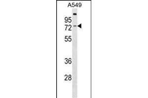 GBP3 Antibody (C-term) (ABIN1537415 and ABIN2849935) western blot analysis in A549 cell line lysates (35 μg/lane). (GBP3 antibody  (C-Term))