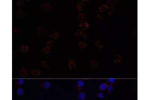 Immunofluorescence analysis of THP-1 cells using SIGLEC3/CD33 Polyclonal Antibody at dilution of 1:100. (CD33 antibody)