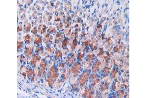 IHC-P analysis of stomach tissue, with DAB staining. (IL2RG antibody  (AA 23-263))