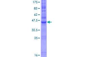 NINJ1 Protein (AA 1-152) (GST tag)